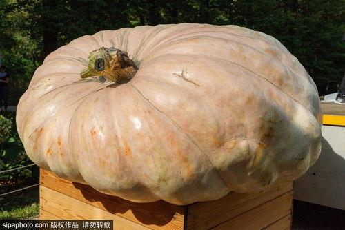 免费吃瓜链接俄罗斯,免费吃瓜背后的故事与真相